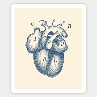Simple Human Heart Diagram Sticker